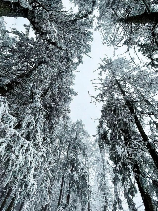 重慶下雪了！衝！仙女山2日遊保姆級攻略！