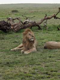 Exceptional Safari with a Skilled Guide