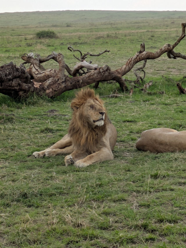 Exceptional Safari with a Skilled Guide