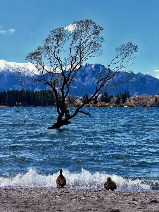 So stunning it's almost illegal! These seven days in Wanaka, New Zealand felt like a dream
