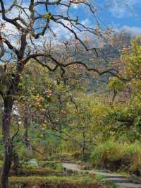 武漢2h直達！中國甜柿第一村，秋天就該這麼玩