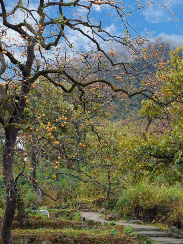 武漢2h直達！中國甜柿第一村，秋天就該這麼玩