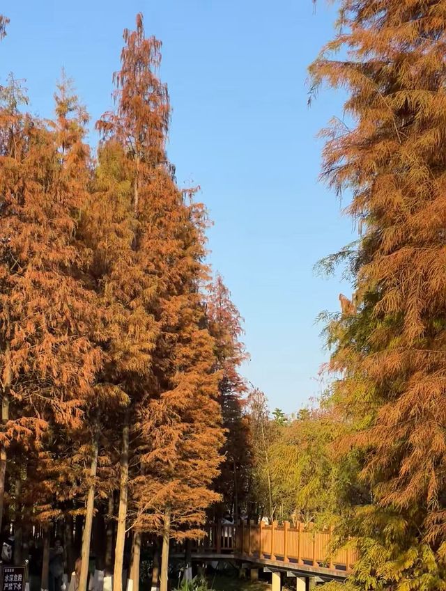 拜拜孔子廟吧 拜拜孔子廟吧