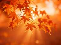 秋日邯鄲古建賞楓