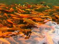 人在旅途、溫州