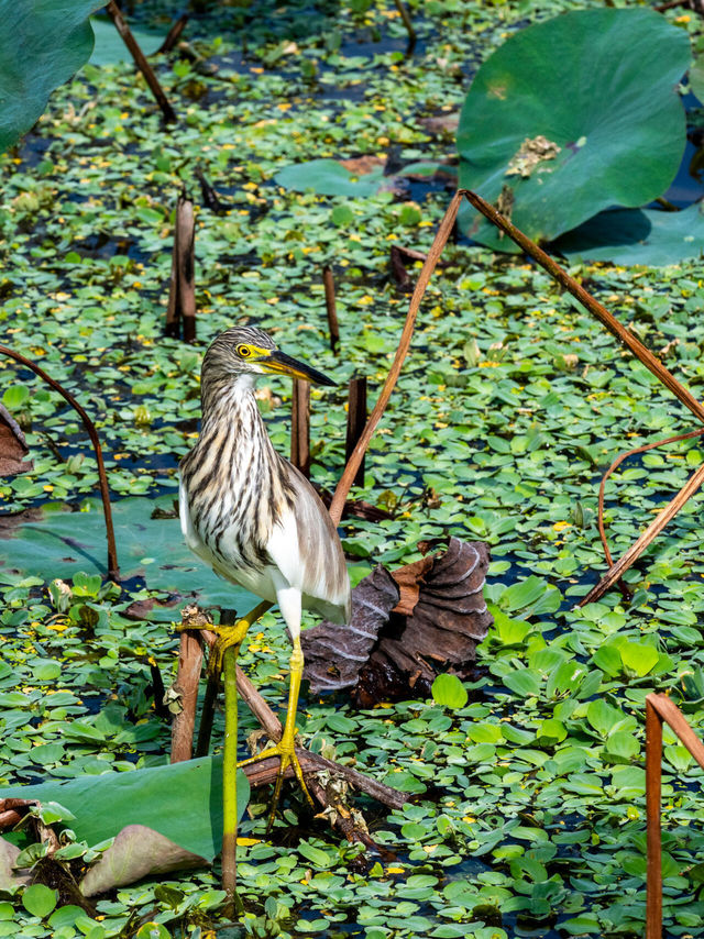 洪湖公園打卡|遛彎觀鳥拍荷花的治癒半日遊 洪湖公園打卡|遛彎觀鳥拍荷花的治癒半日遊