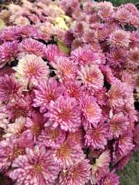 秋日賞菊絕佳地