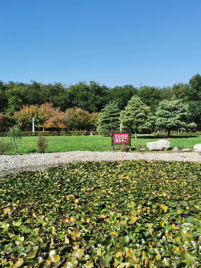 【河南省湯陰縣】城南公園。 【河南省湯陰縣】城南公園。