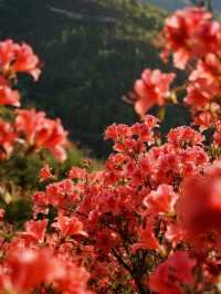 莫干山賞楓親子遊！帶娃追95%紅楓超治癒