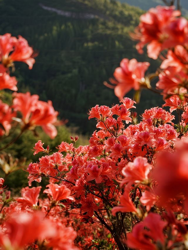 莫干山賞楓親子遊！帶娃追95%紅楓超治癒
