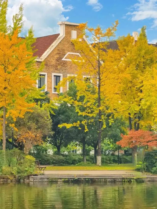 成都秋色指南：銀杏、紅楓與市井煙火交織的浪漫