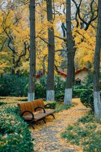 落葉像雪一樣的季節