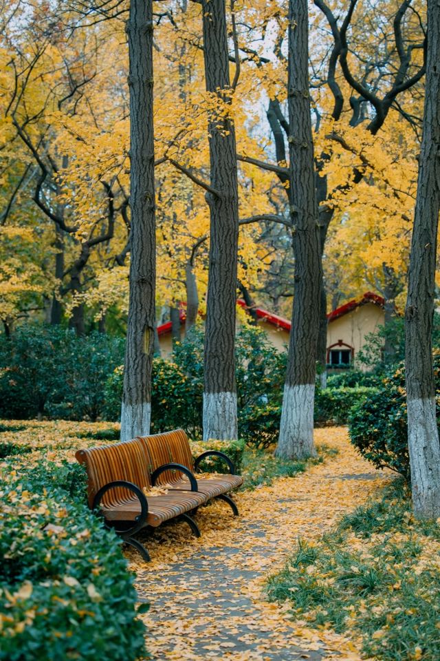 落葉像雪一樣的季節