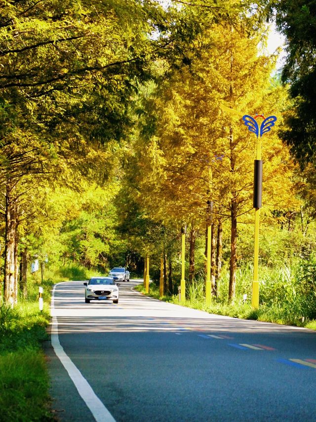 武夷山秋日秘境，美到窒息的旅行攻略