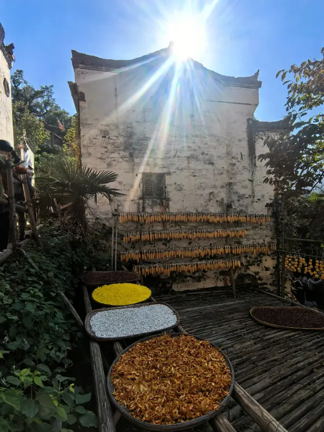 Wuyuan Huangling | A Stunning Autumn Drying Paradise, Every Frame is a Painting!