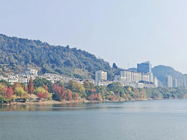 不必飛京都！千島湖天嶼山藏著江南最野的秋日紅葉海