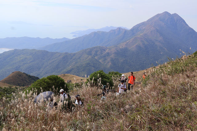 香港大東山,秋日芒草的夢幻之旅! 香港大東山,秋日芒草的夢幻之旅!