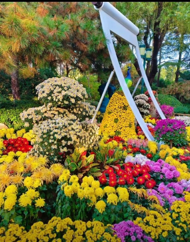 濟南趵突泉賞菊記｜三股清流滿園秋色太治癒了！