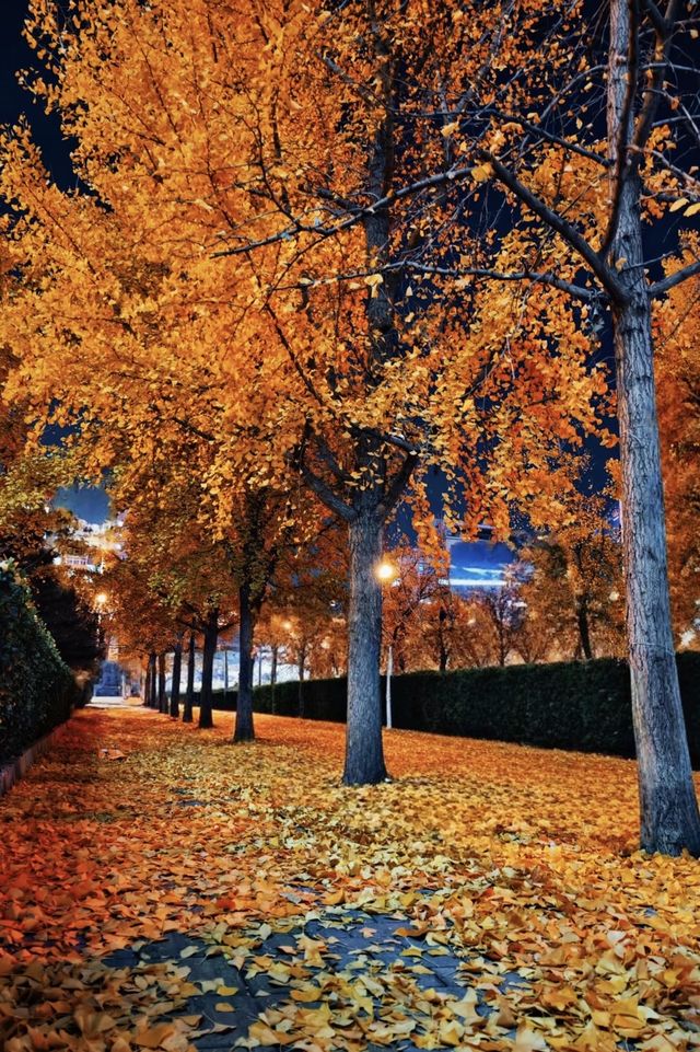 亞布力銀杏鋪秋箋，暖居枕林醉晴川