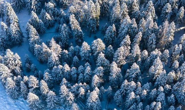 等一場阿勒泰的雪，赴人間純白之約