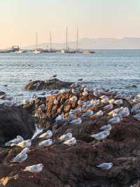 青島冬日元氣旅拍：與西伯利亞海鷗撞個滿懷