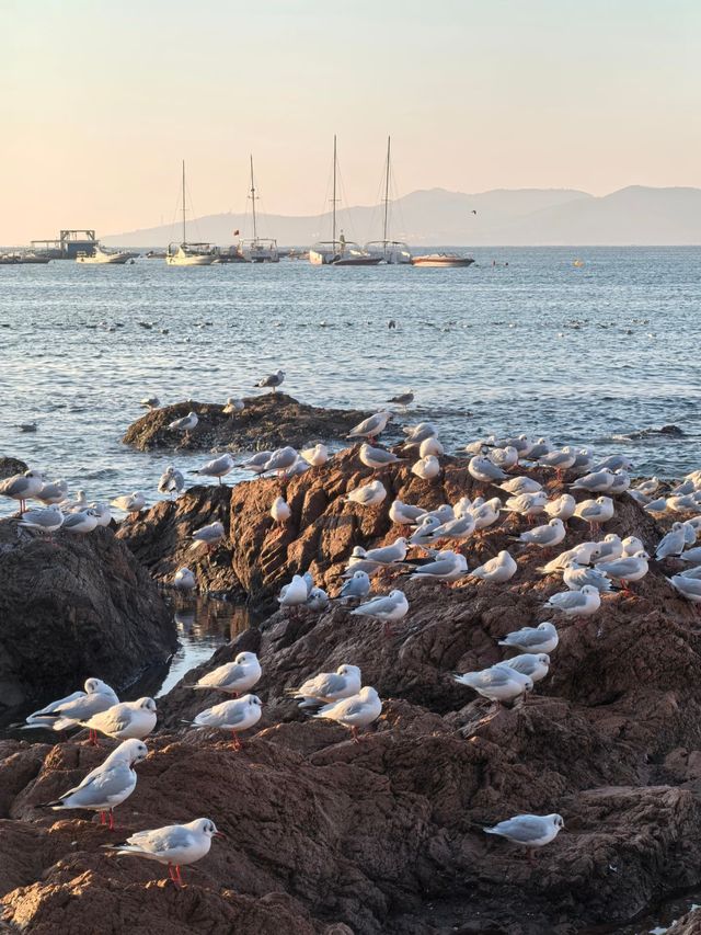 青島冬日元氣旅拍：與西伯利亞海鷗撞個滿懷