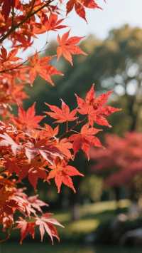 上海郊區紅葉地圖發布