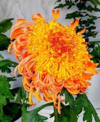 揚州賞菊指南｜滿城盡帶黃金甲！這3個地方美到心巴上