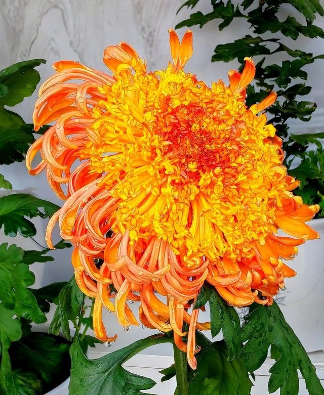 揚州賞菊指南｜滿城盡帶黃金甲！這3個地方美到心巴上