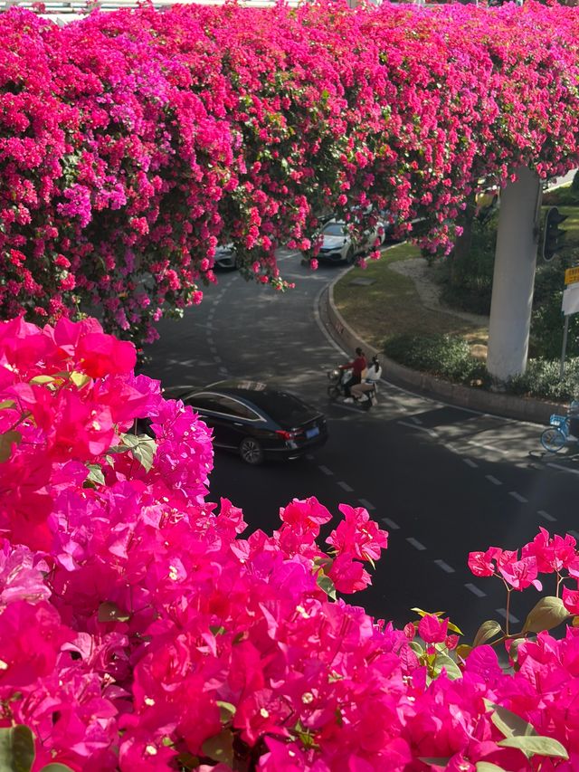 廣州冬日限定|全城最美的粉紅色三角梅花海打卡點 廣州冬日限定|全城最美的粉紅色三角梅花海打卡點