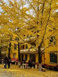 一葉知秋廣東省內只有這裡的銀杏蕞美