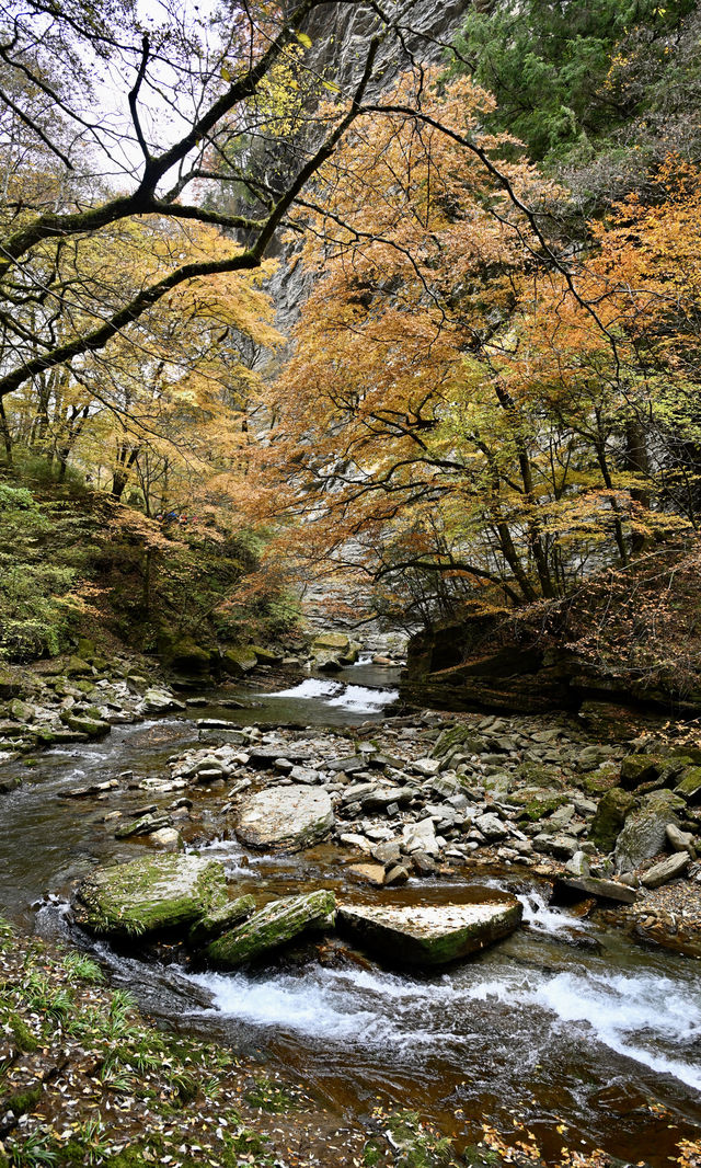 陝西秋日封神之境！黎坪紅葉美到失語