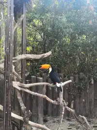 上海野生動物園30歲免費！週末遛娃聖地！
