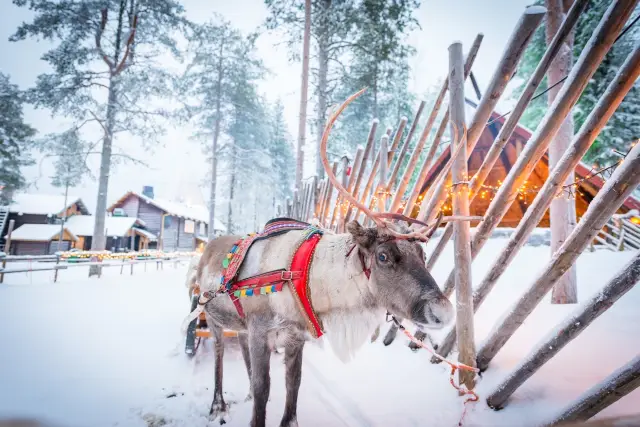 羅瓦涅米雪橇體驗樂趣多