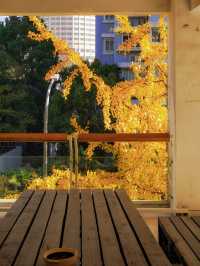 魔都銀杏季必打卡局門路露台機位全攻略|附路線圖