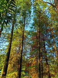 紅杉漸染,來鄞州公園一期邂逅初冬限定浪漫