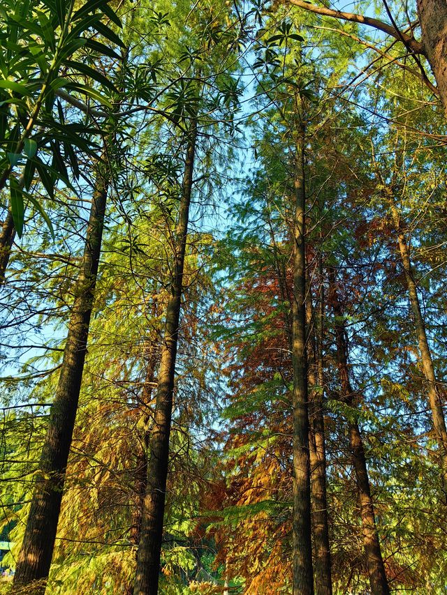 紅杉漸染,來鄞州公園一期邂逅初冬限定浪漫 紅杉漸染,來鄞州公園一期邂逅初冬限定浪漫
