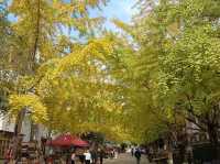 帽子峰林場金黃秋日仙境