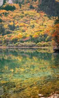 九寨溝的秋天美炸了！這鏡頭感誰頂得住啊！