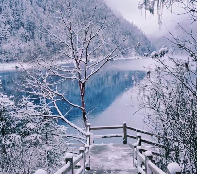 下雪的九寨溝美到窒息！這場"豪賭"太值了