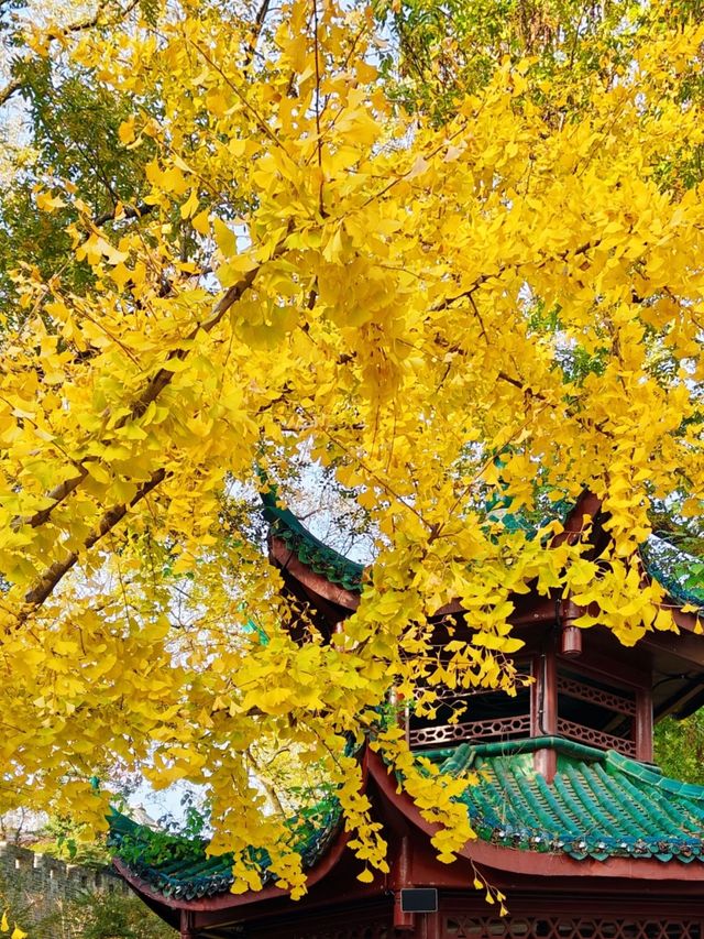 長沙人私藏!市中心這片銀杏秘境美到窒息 長沙人私藏!市中心這片銀杏秘境美到窒息