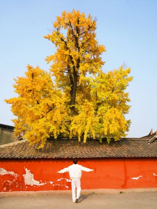 Missed Sanxingdui! But encountered a 1,700-year-old ginkgo immortal couple