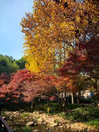 申城賞秋正當時