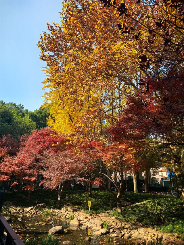 申城賞秋正當時 申城賞秋正當時
