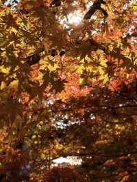 12月共青楓葉紅了銀杏黃了(附出片打卡點)