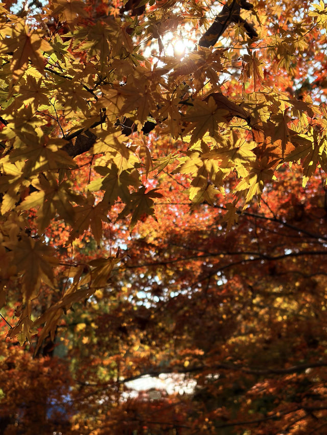 12月共青楓葉紅了銀杏黃了(附出片打卡點) 12月共青楓葉紅了銀杏黃了(附出片打卡點)