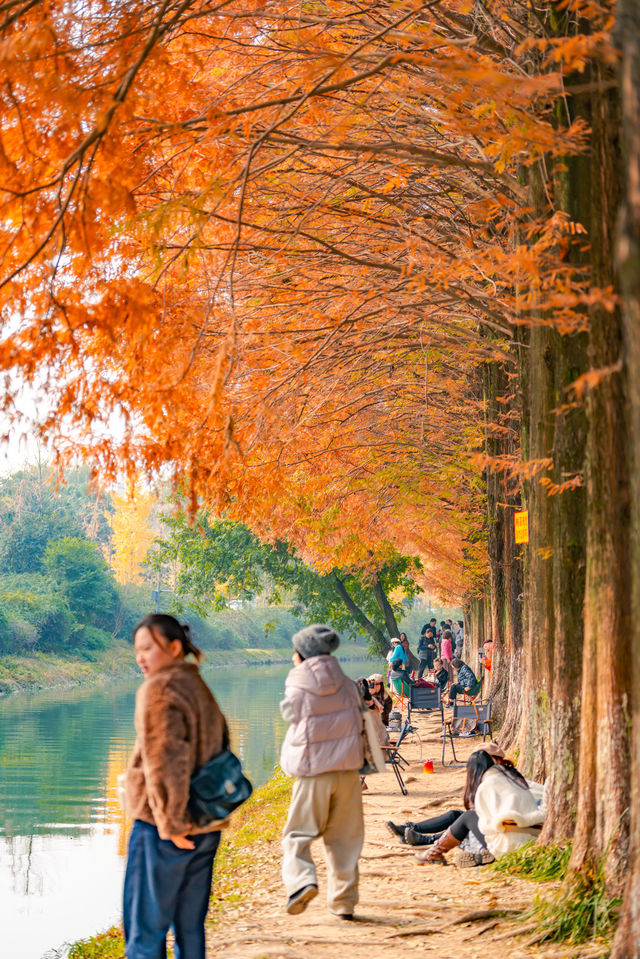 升仙湖的秋，是水杉用紅色寫的詩 