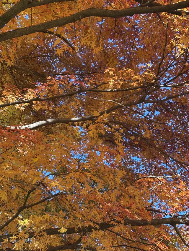 名古屋周邊|隱藏系絕美露營地 名古屋周邊|隱藏系絕美露營地