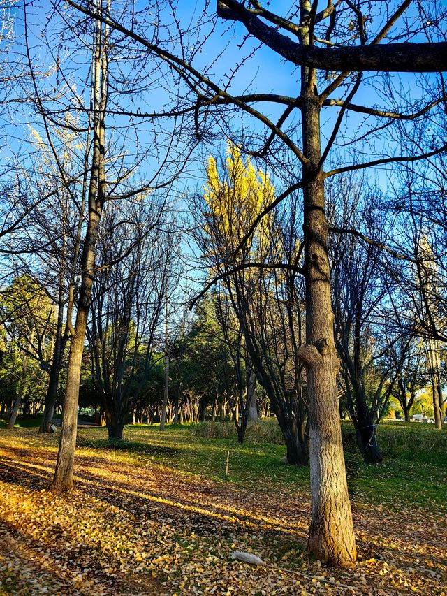 昆明大觀公園銀杏美 昆明大觀公園銀杏美
