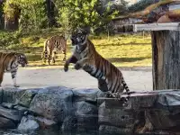 少走彎路清遠長隆一天遊玩攻略